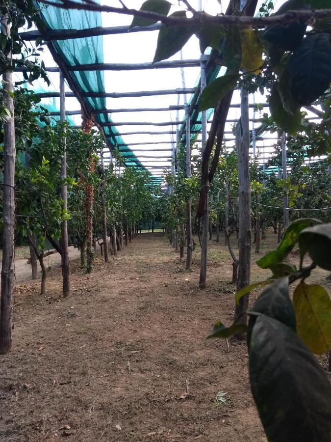 סורנטו Anna Belle Elegant Agriresort מראה חיצוני תמונה